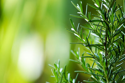 Close-up of plant growing on field