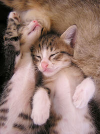 High angle view of cat sleeping