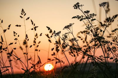 Close-up of silhouette plants against orange sky