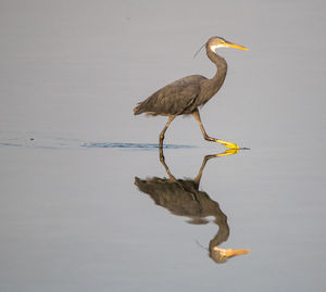 Side view of a bird on a lake