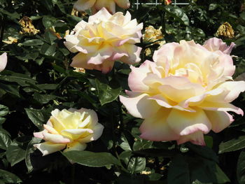 Close-up of yellow flowers blooming outdoors