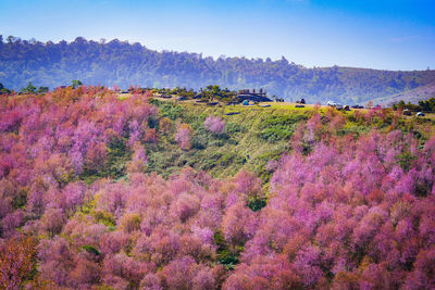 Purple flowering plants on land against sky