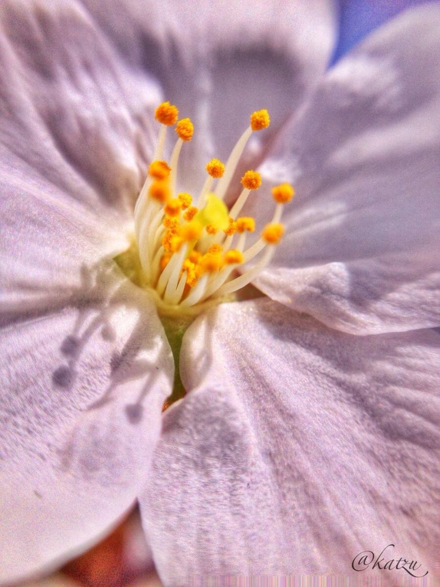 flower, petal, flower head, freshness, fragility, beauty in nature, single flower, close-up, stamen, pollen, yellow, nature, growth, white color, extreme close-up, full frame, selective focus, backgrounds, blooming, macro