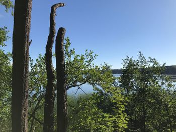 Low angle view of trees against sky