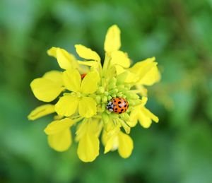 Close-up of ladybug on yellow flower