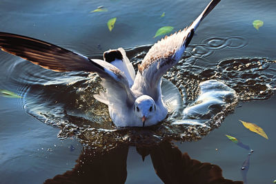 Close-up of swan swimming in lake