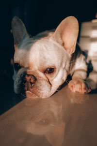 Close-up of dog looking away