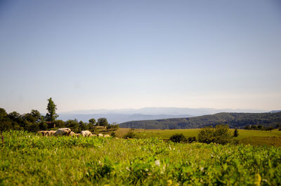 Scenic view of field against clear sky