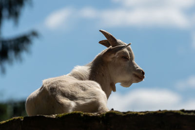 Low angle view of horse against sky