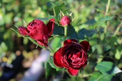 Close-up of wet red roses blooming outdoors