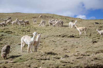 Sheep in a field