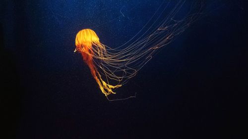 Close-up of jellyfish against black background