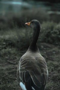 Close-up of bird looking away