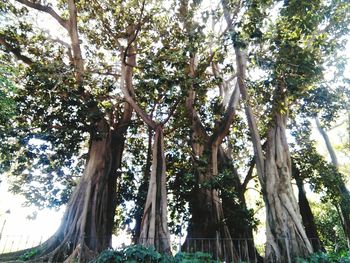 Low angle view of trees against sky