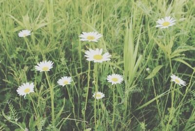 Close-up of white daisy flowers in field