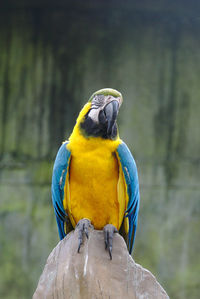 Close-up of parrot perching on wooden post