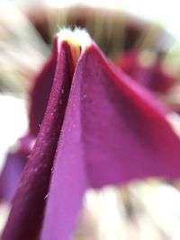 Close-up of pink flower