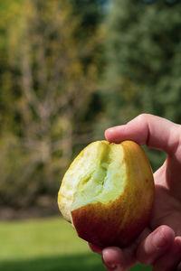 Close-up of hand holding apple