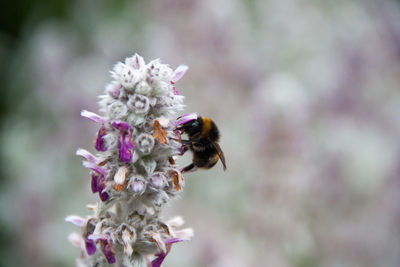 Close-up of bee on flowers