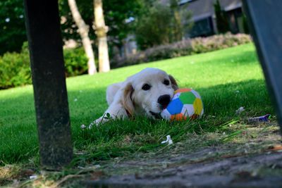 Dog relaxing on field