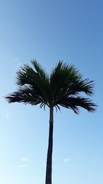 Low angle view of palm tree against clear blue sky