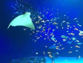 Fish swimming in aquarium