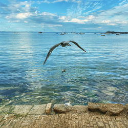 Seagull in flight