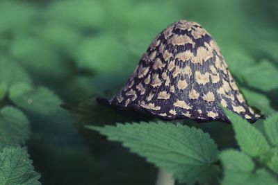 Close-up of butterfly on plant