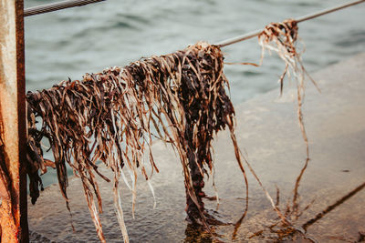 Close-up of dry plant on beach