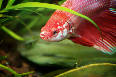 Close-up of fish swimming in aquarium