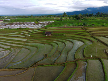 Scenic view of agricultural field