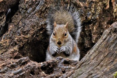 Portrait of squirrel on rock