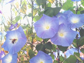 Close-up of purple flowers