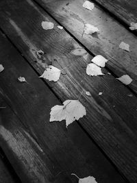 High angle view of maple leaves on road