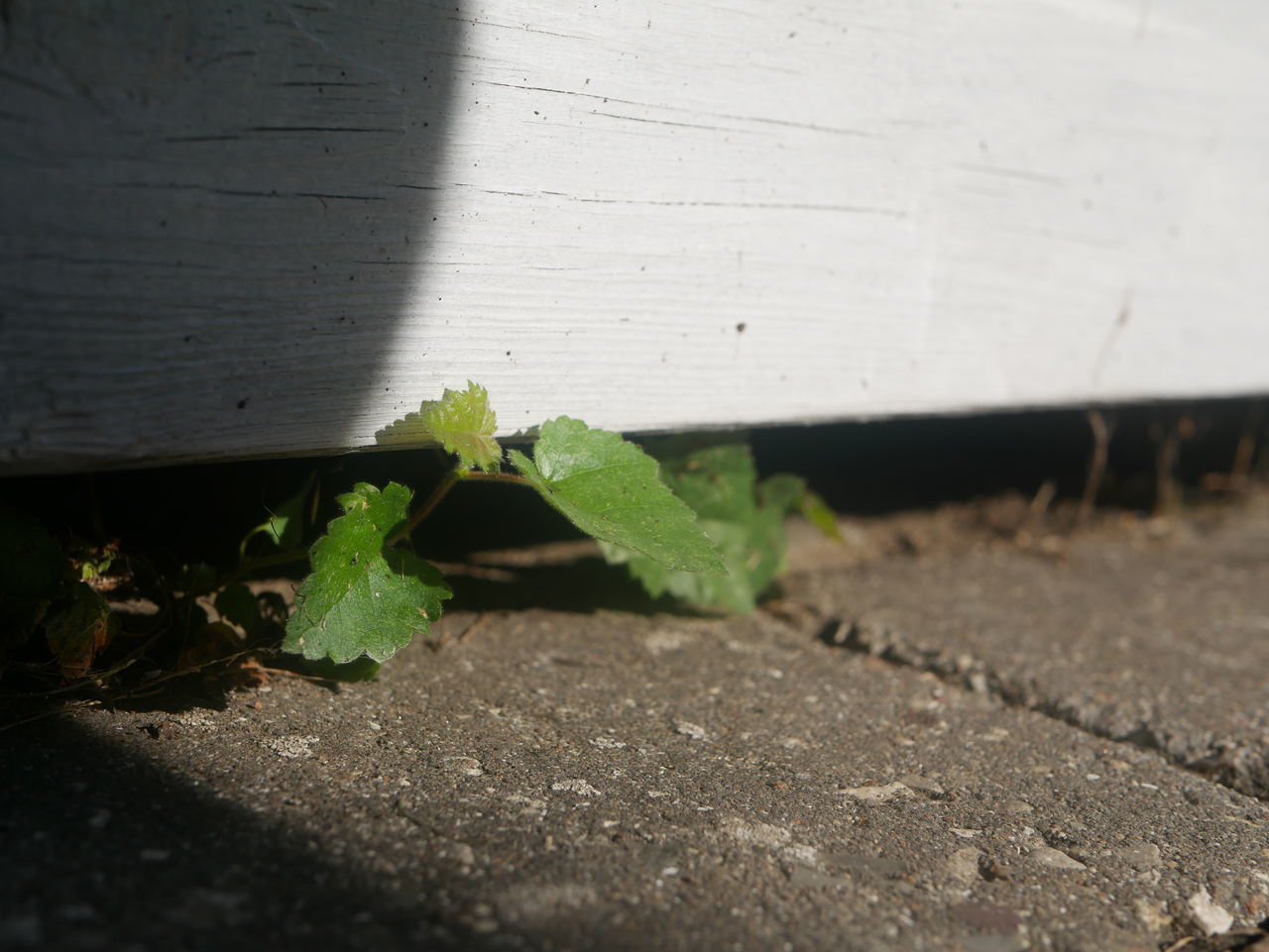 CLOSE-UP OF PLANT ON WALL