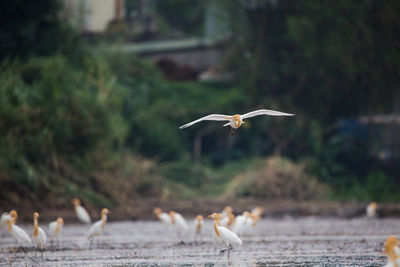 Seagulls flying over land