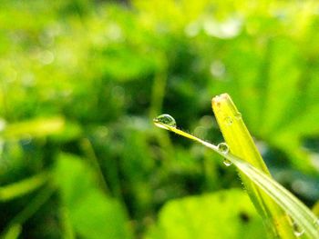 Close-up of damselfly on plant