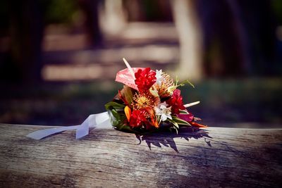 Close-up of red flower on table