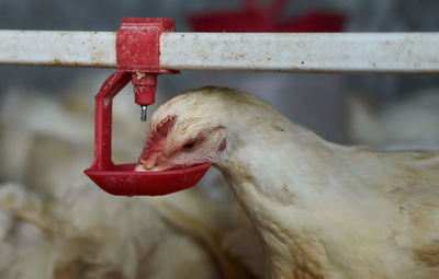 Close-up of a bird