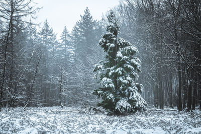 Trees on snow covered field during winter