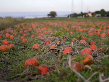 Close-up of flowers growing in field against sky