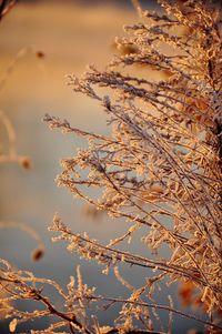 Close-up of tree branches