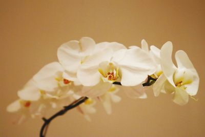 Close-up of white cherry blossoms in spring