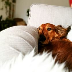 Close-up of dog lying on sofa