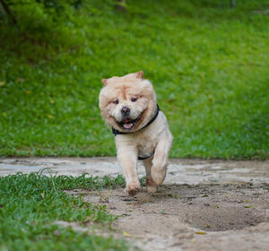 Portrait of dog running on footpath
