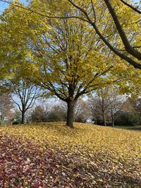 Trees in park during autumn