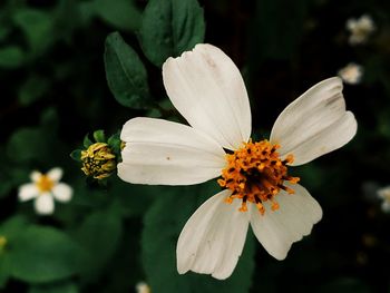 Close-up of white flowering plant