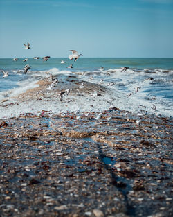 Seagulls on beach