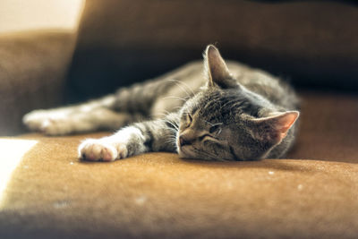 Close-up of cat resting on floor