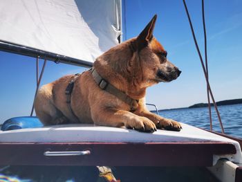 View of a dog looking away